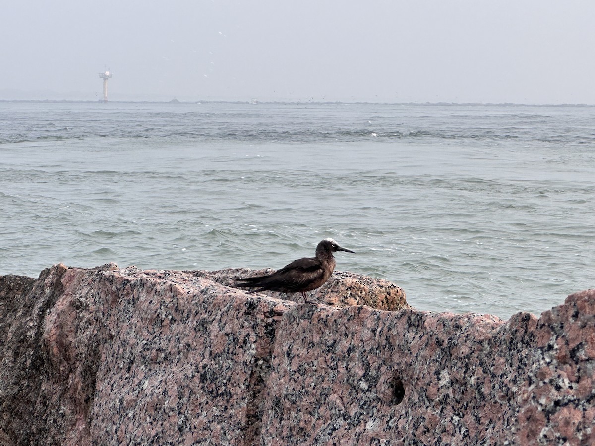 Black Noddy - ML618748727