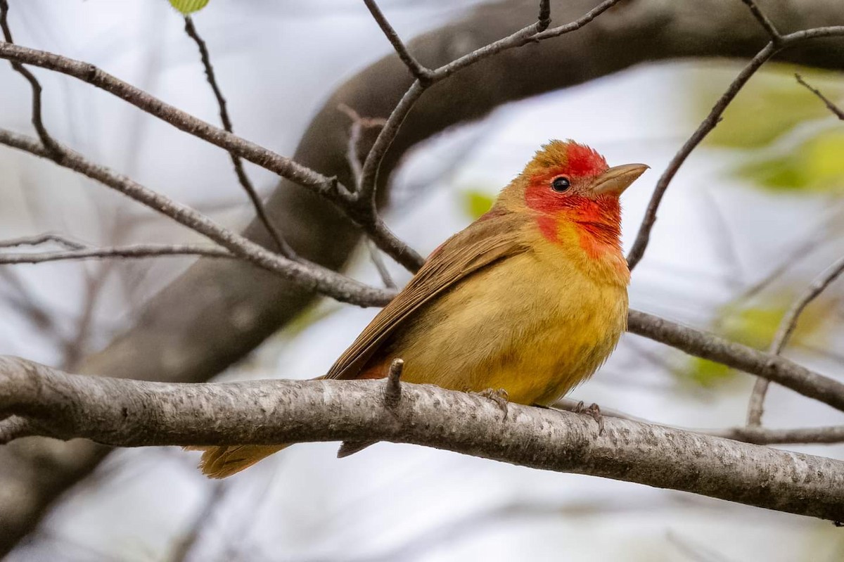 Summer Tanager - Brian Reinke