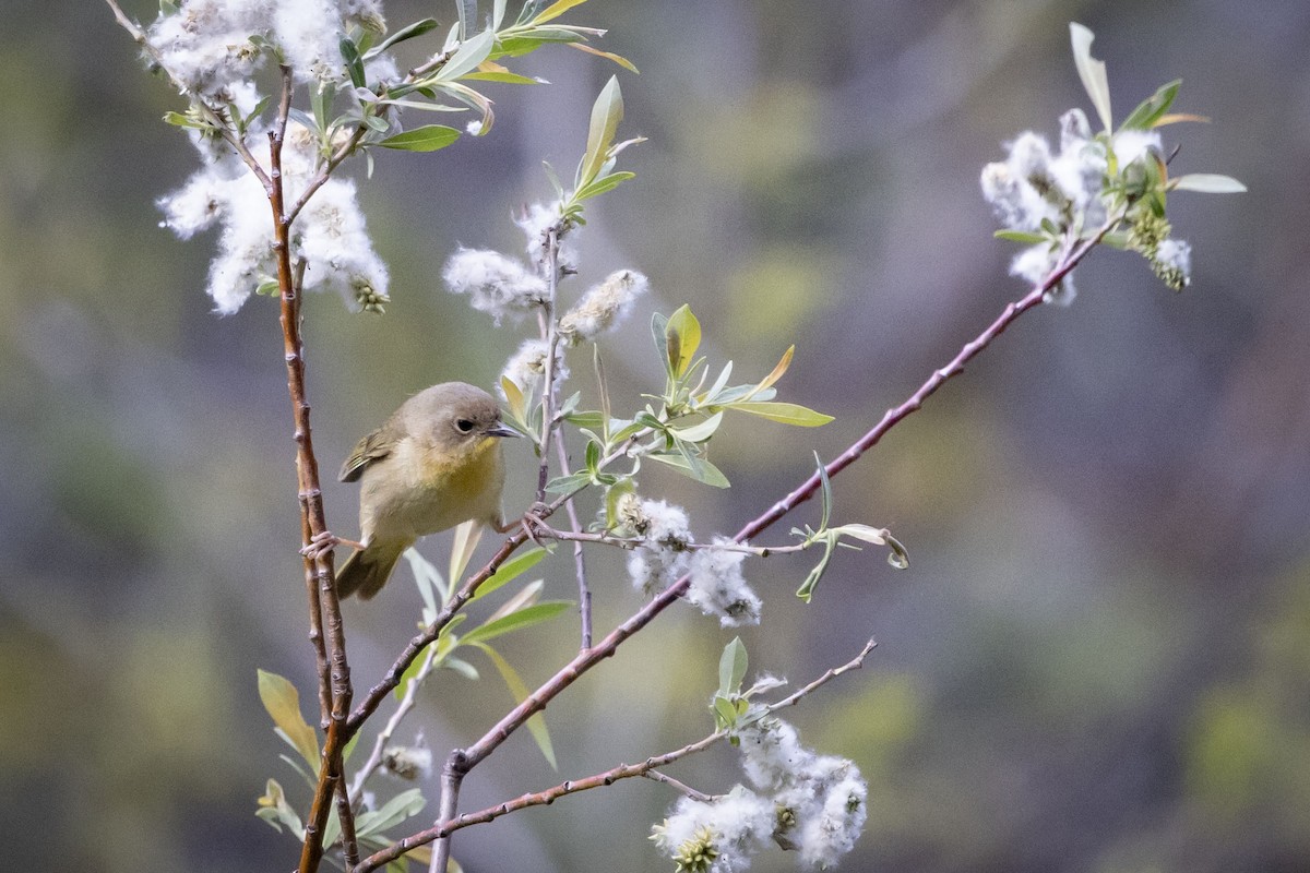 Common Yellowthroat - Mouser Williams