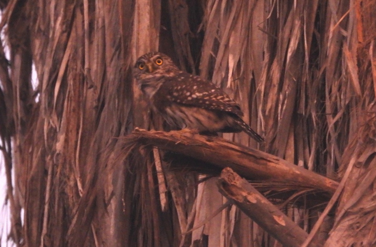 Peruvian Pygmy-Owl - Fernando Angulo - CORBIDI