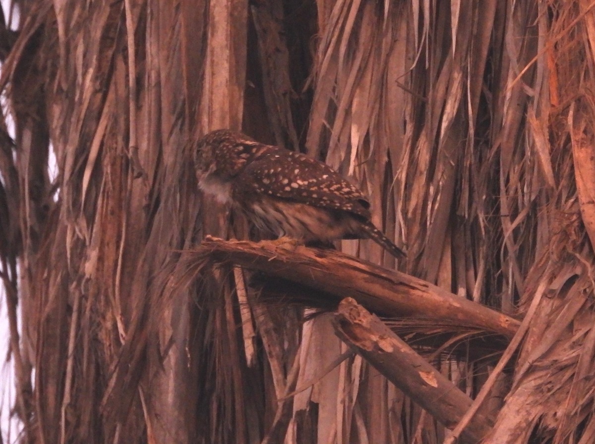 Peruvian Pygmy-Owl - Fernando Angulo - CORBIDI