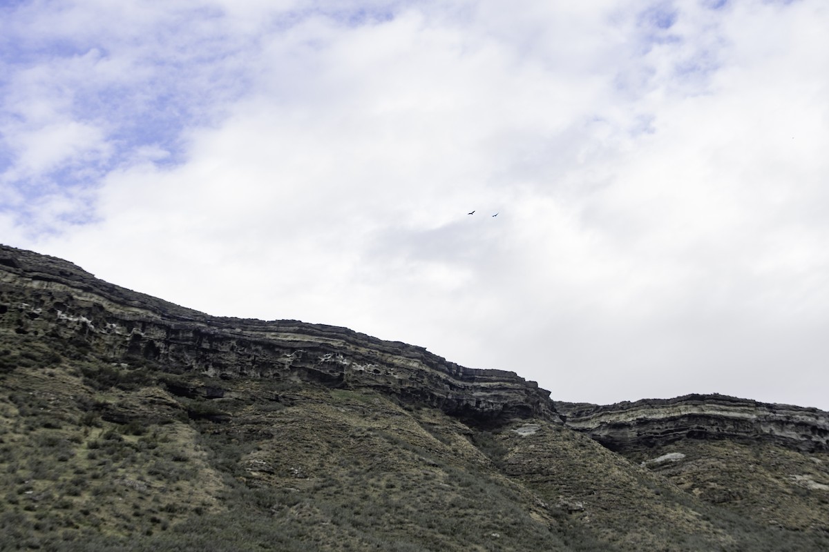 Condor des Andes - ML618748800