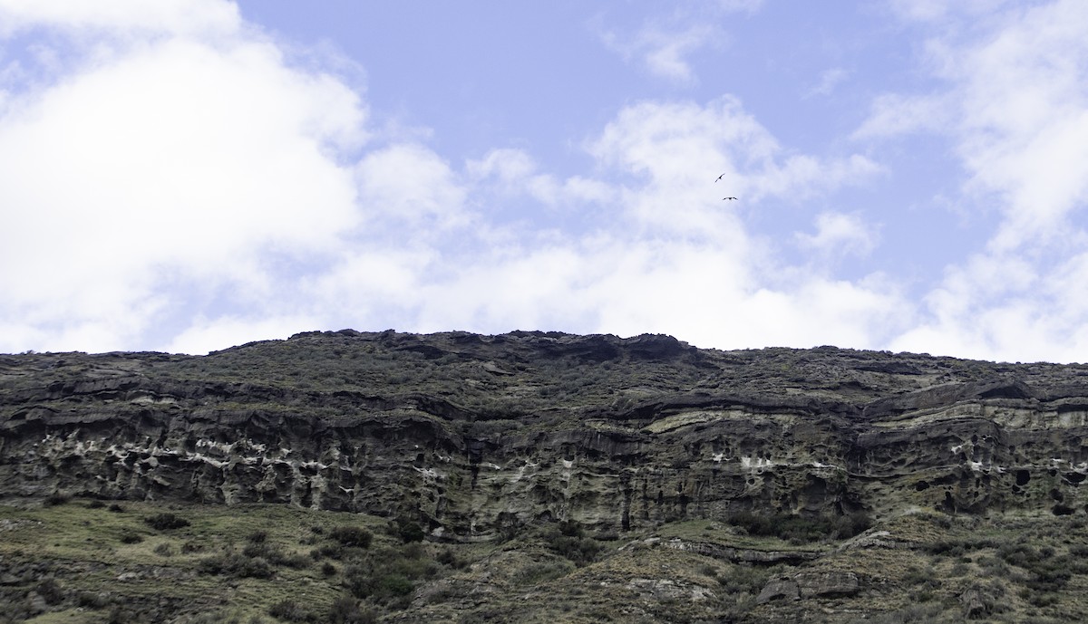 Condor des Andes - ML618748801