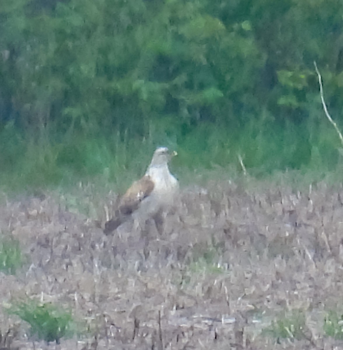 Ferruginous Hawk - Hin Ki  & Queenie  Pong