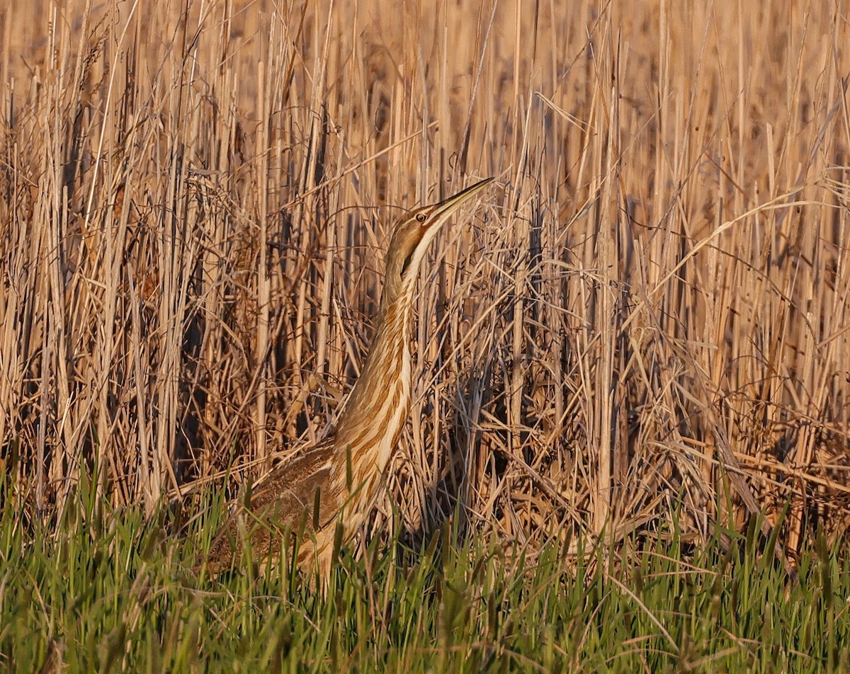 American Bittern - ML618748822