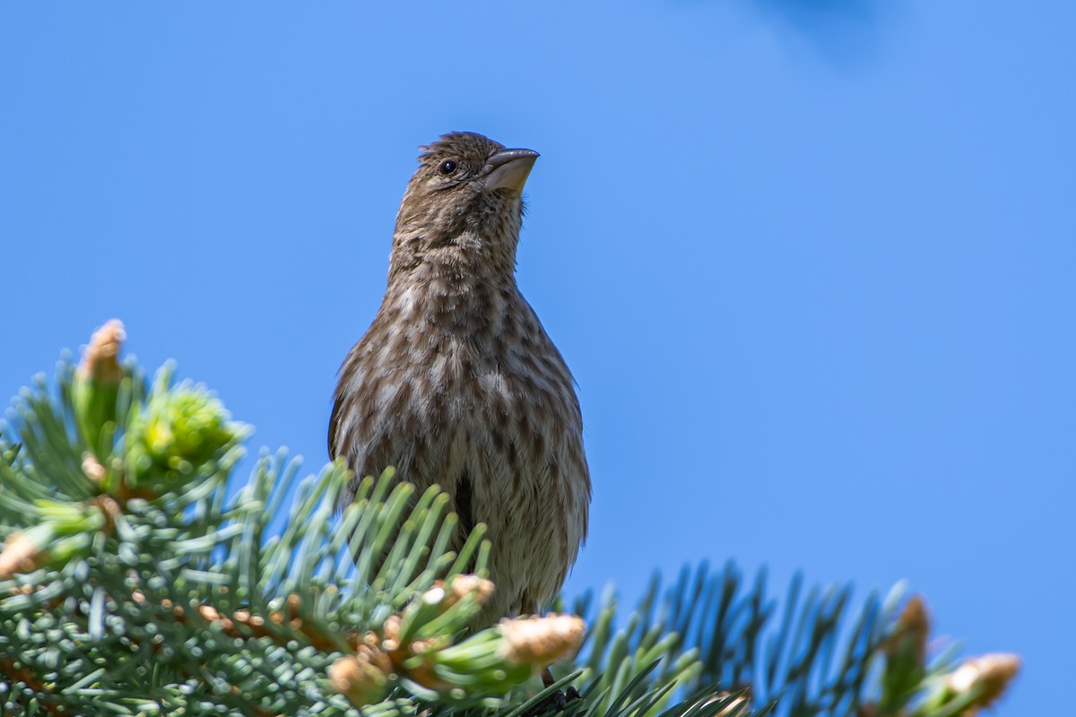 House Finch - ML618748830