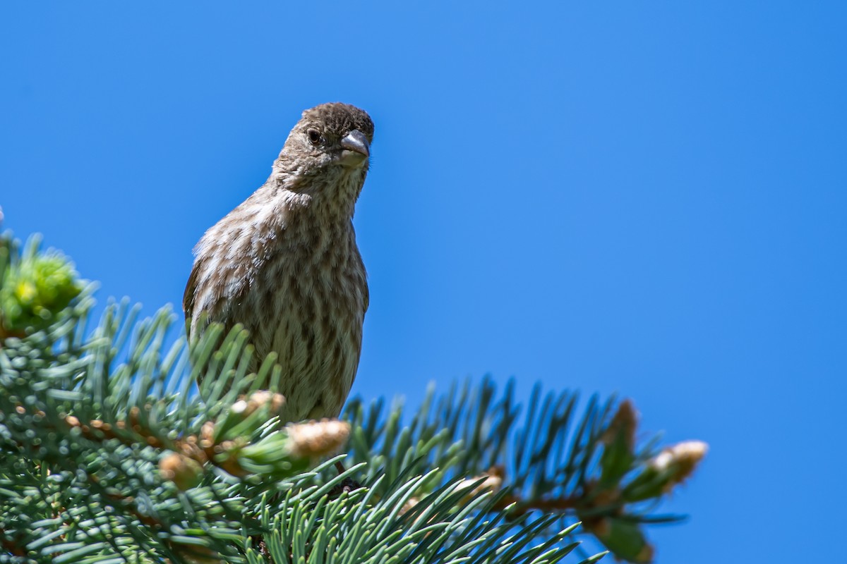 House Finch - ML618748831