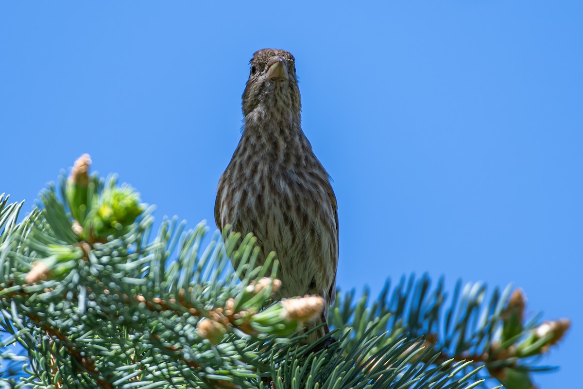 House Finch - Codrin Bucur