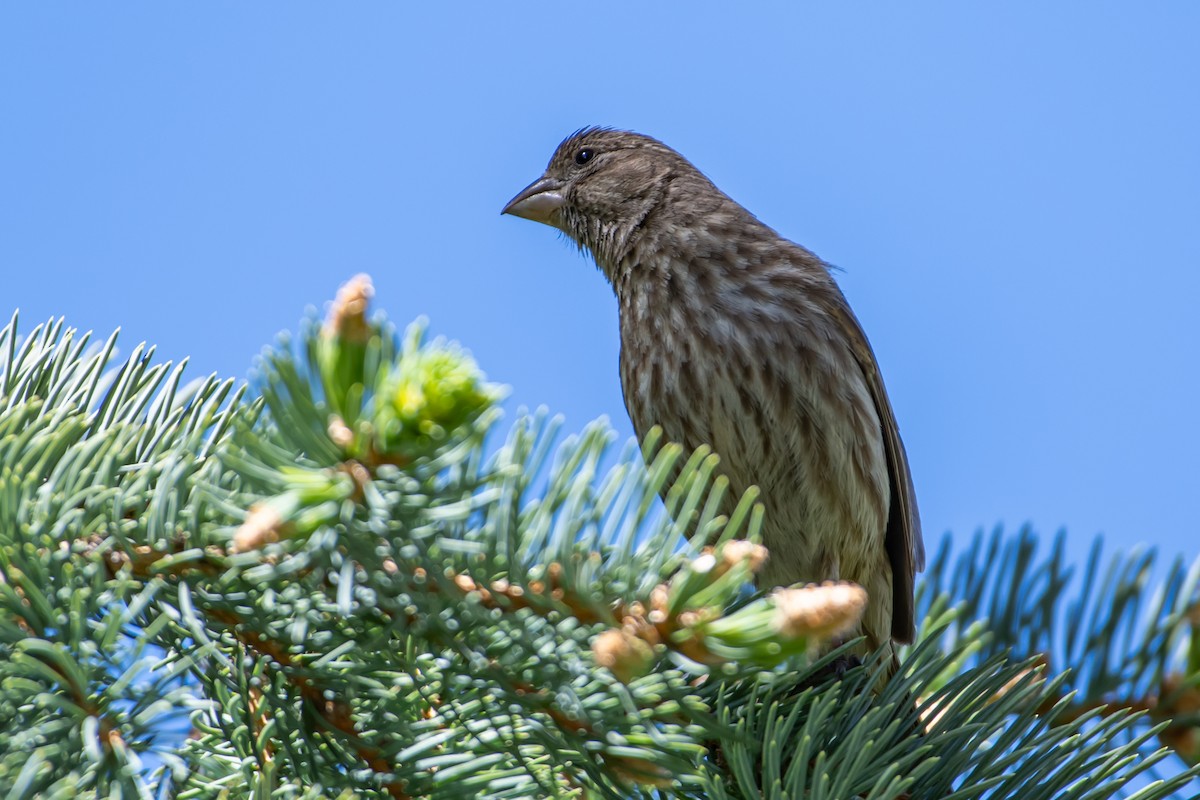 House Finch - ML618748833