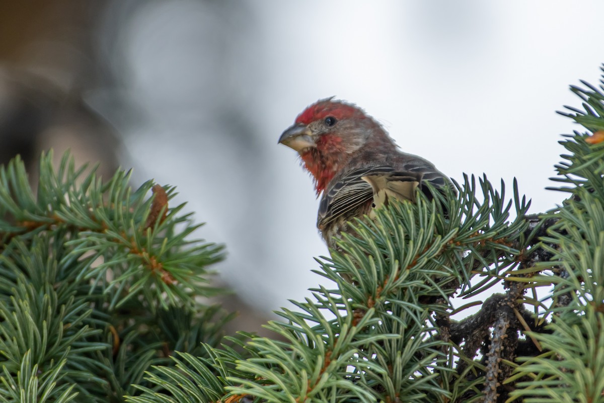 House Finch - ML618748834