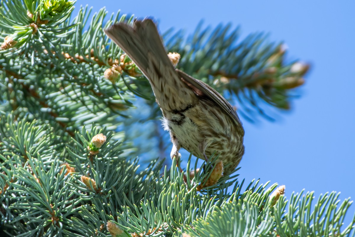 House Finch - ML618748835
