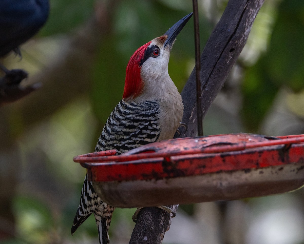 West Indian Woodpecker - Michael Friedman