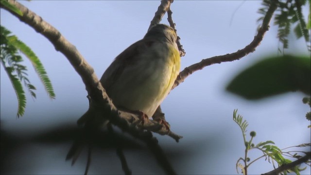 Dickcissel - ML618748900