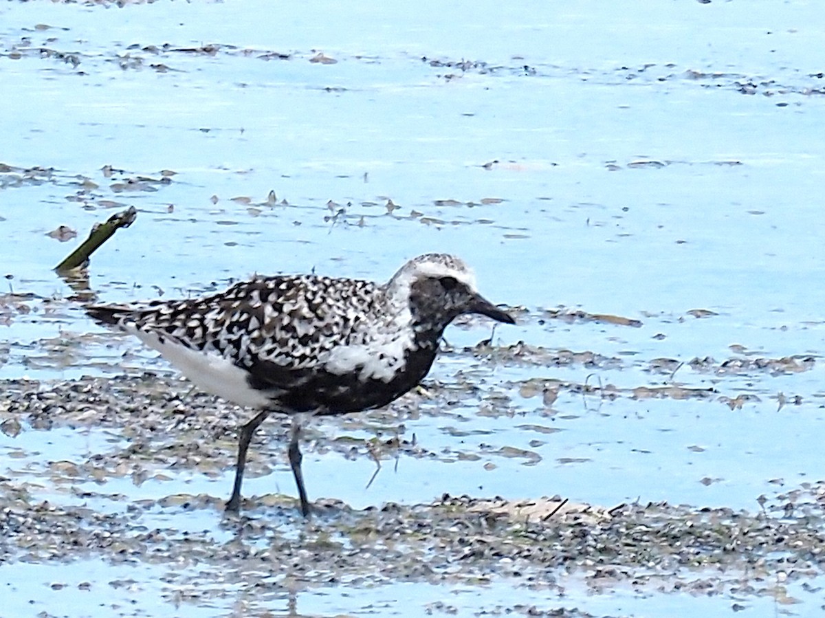 Black-bellied Plover - ML618748949