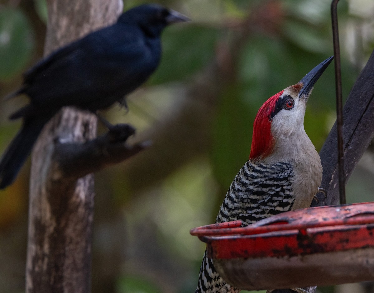 Cuban Blackbird - Michael Friedman