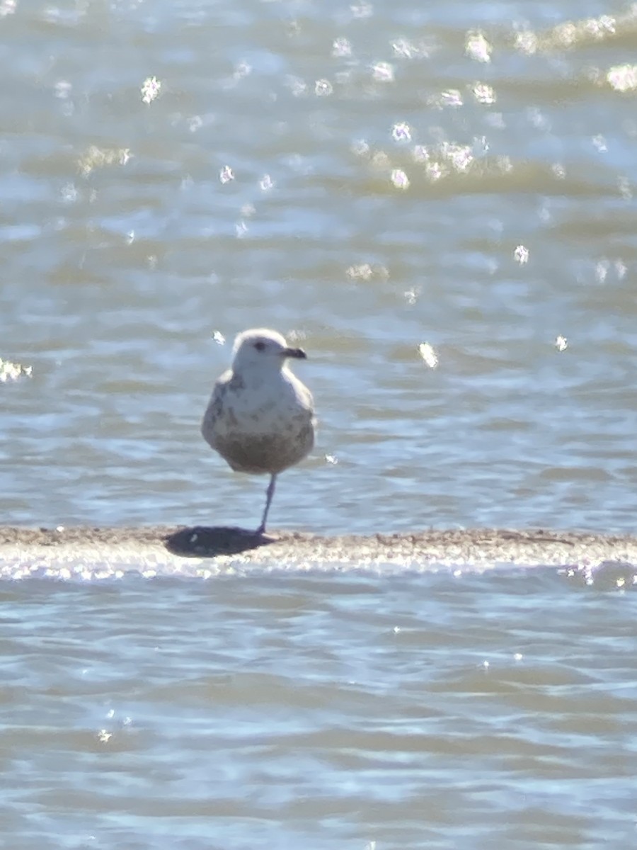 Herring Gull - ML618748967