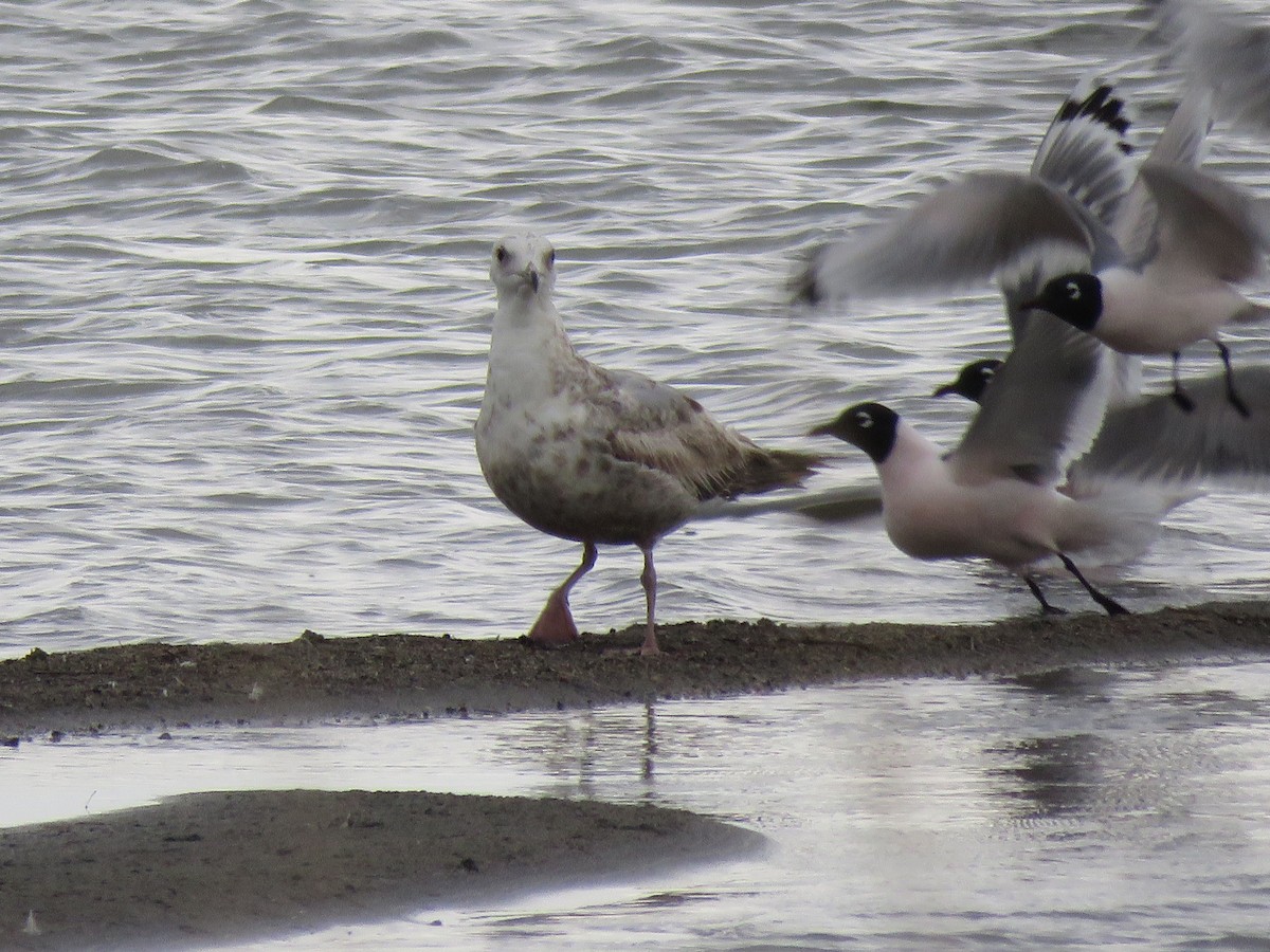 Herring Gull - ML618748969