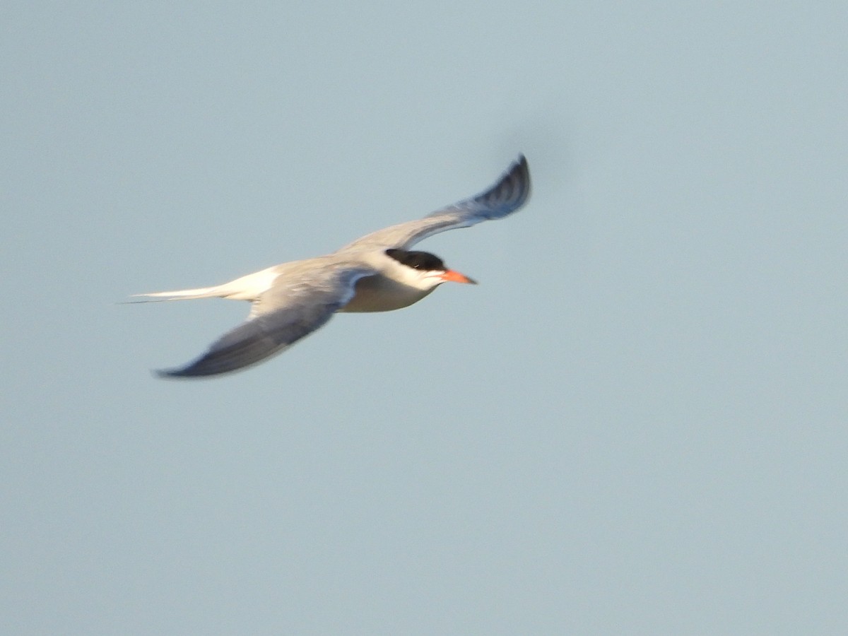 Caspian Tern - ML618748971