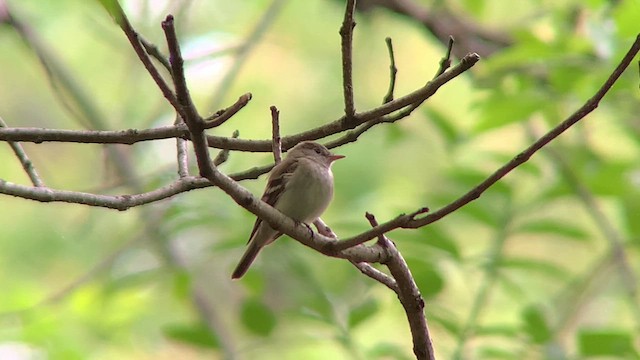 Acadian Flycatcher - ML618748987