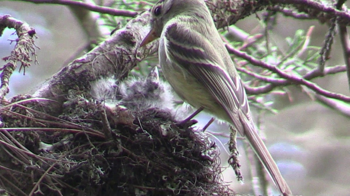 Pine Flycatcher - Arch  McCallum