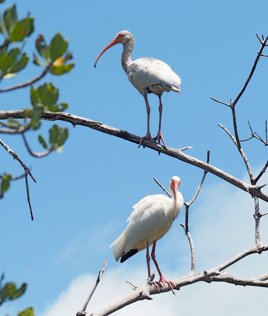 White Ibis - Linda Rickerson