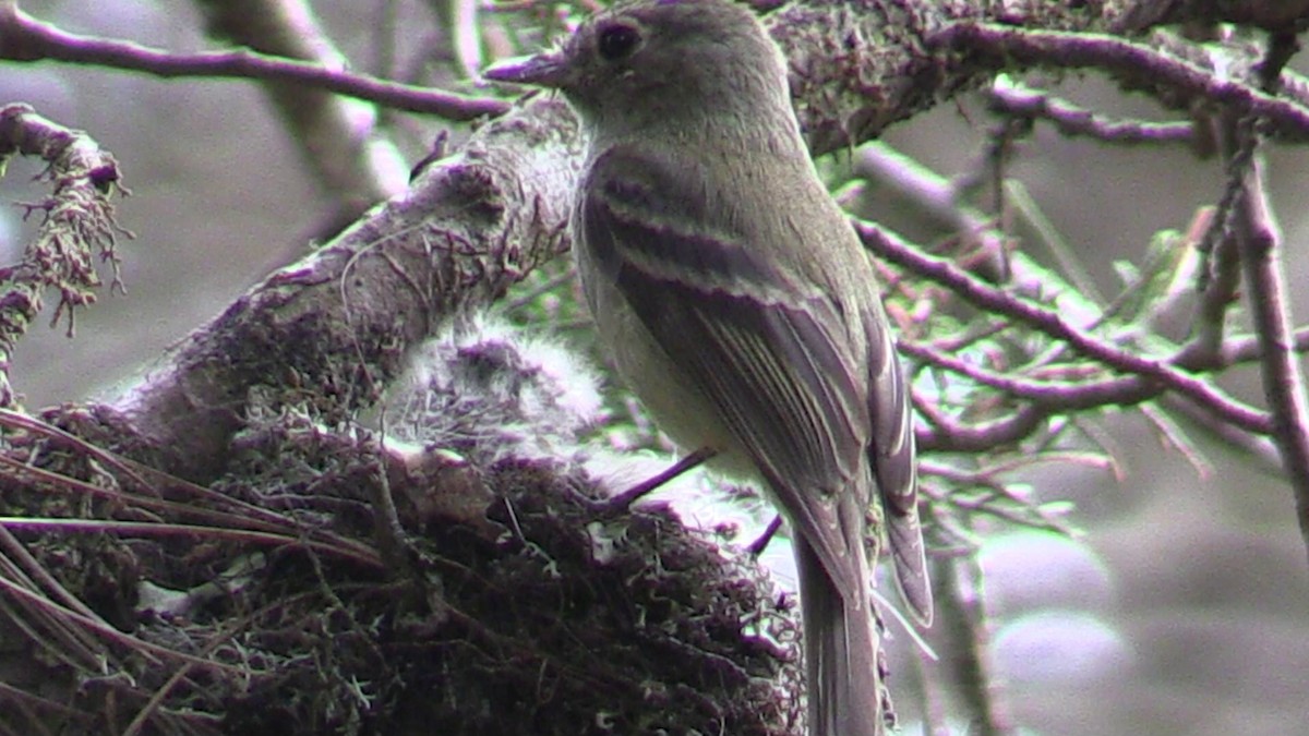 Pine Flycatcher - Arch  McCallum