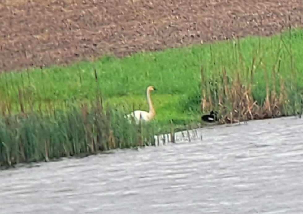 Trumpeter/Tundra Swan - Jim Schwarz