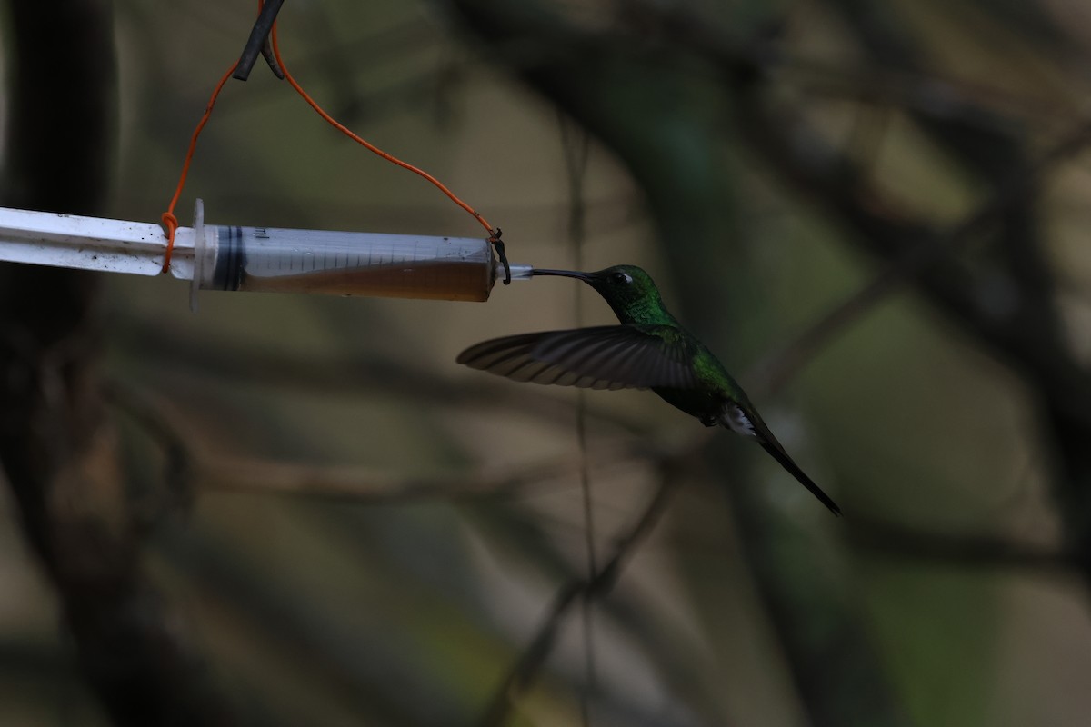 Cuban Emerald - Michael Friedman