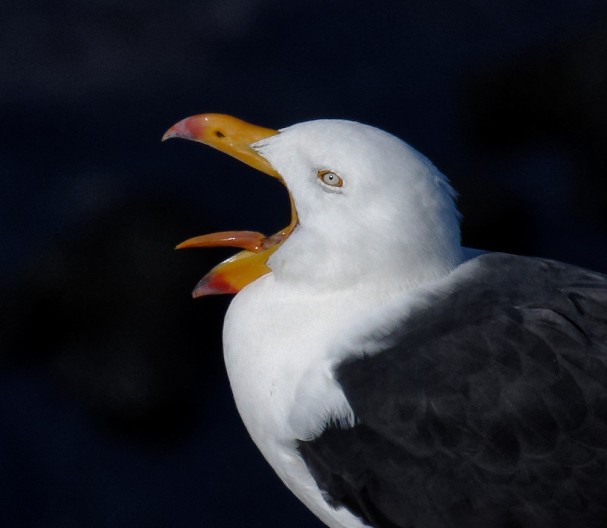 Pacific Gull - ML618749202