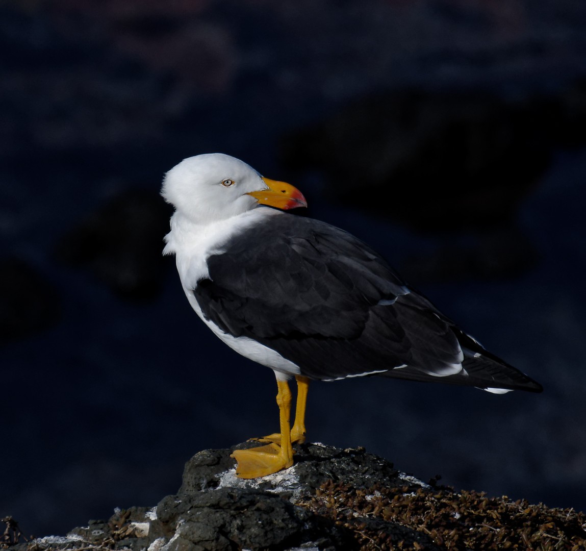 Gaviota de Tasmania - ML618749203