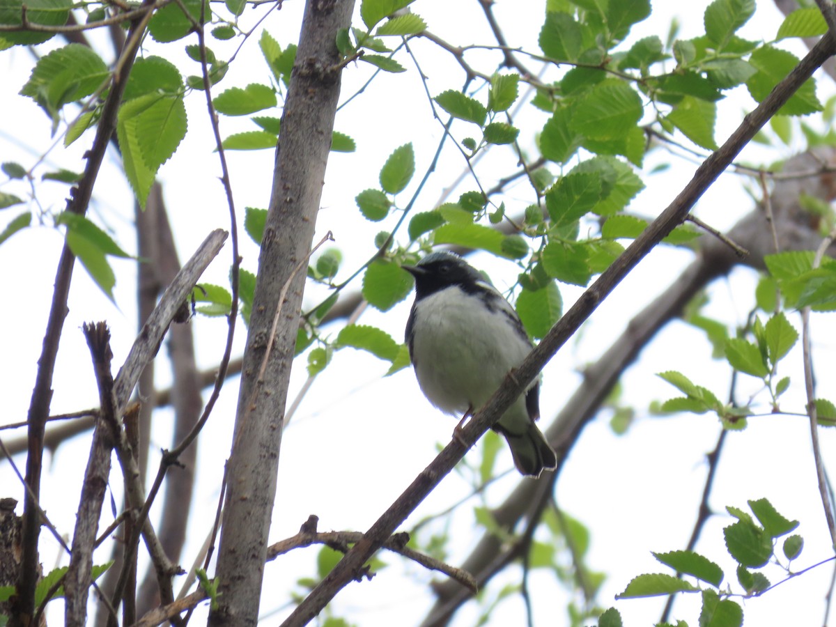 Black-throated Blue Warbler - D Reznicek