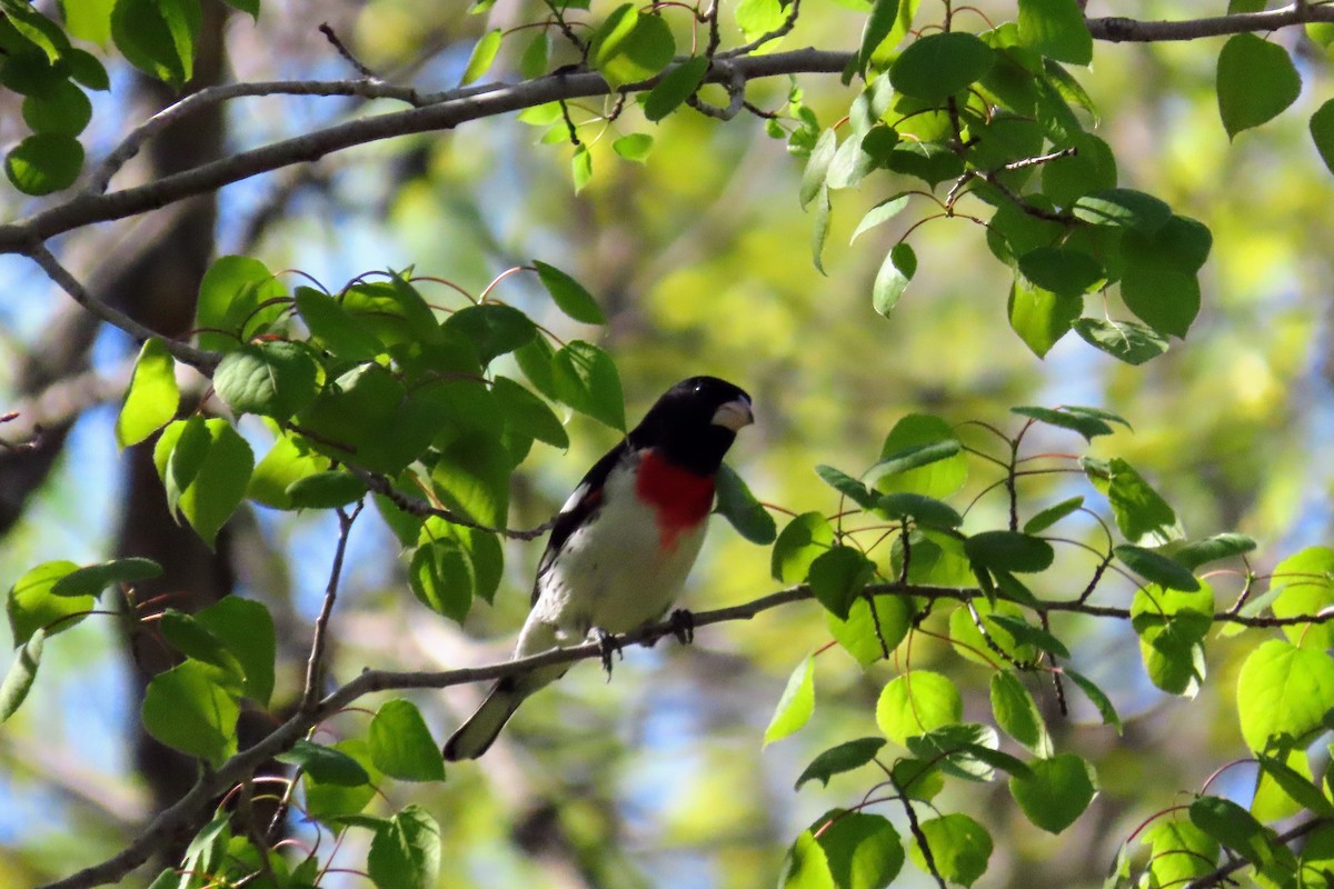 Rose-breasted Grosbeak - ML618749212