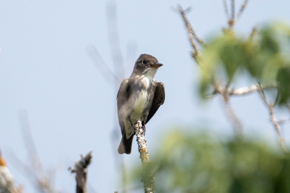 Olive-sided Flycatcher - Yaodi F