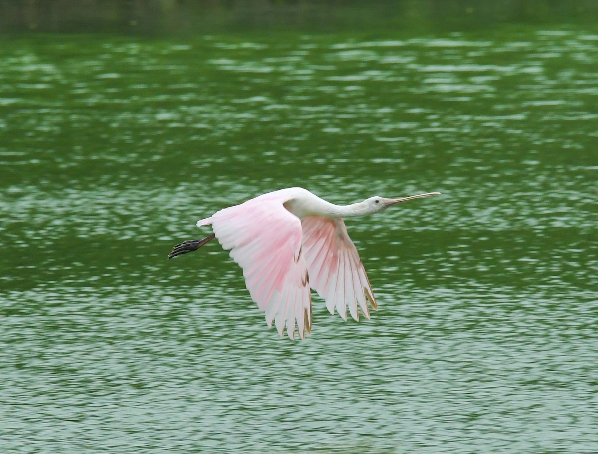 Roseate Spoonbill - ML618749249