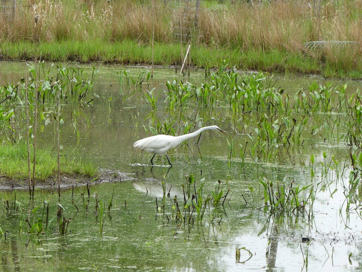 Great Egret - ML618749275