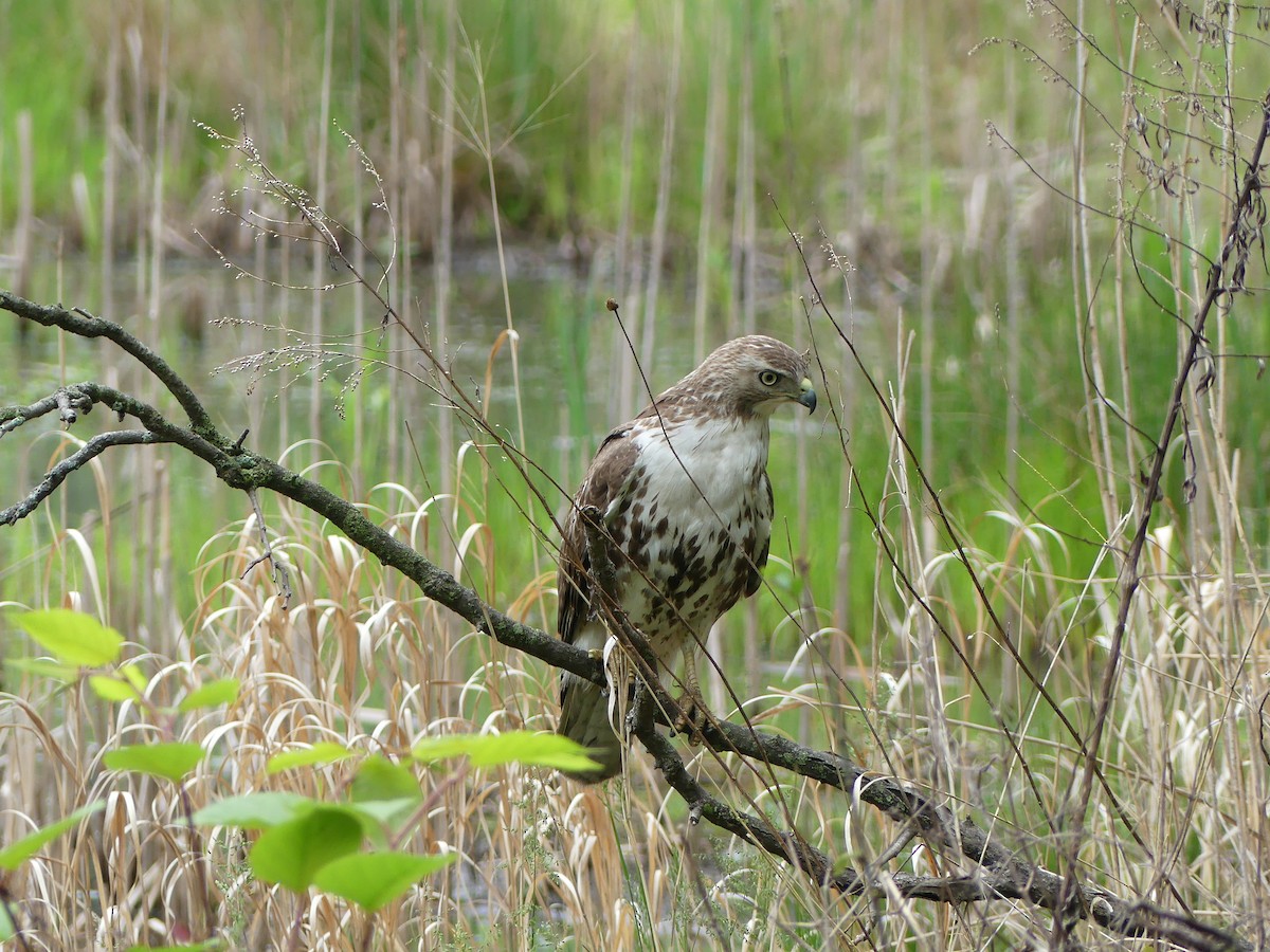 Red-tailed Hawk - ML618749279