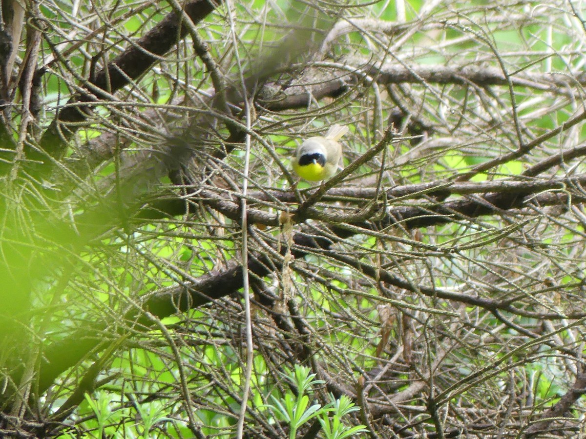 Common Yellowthroat - ML618749301