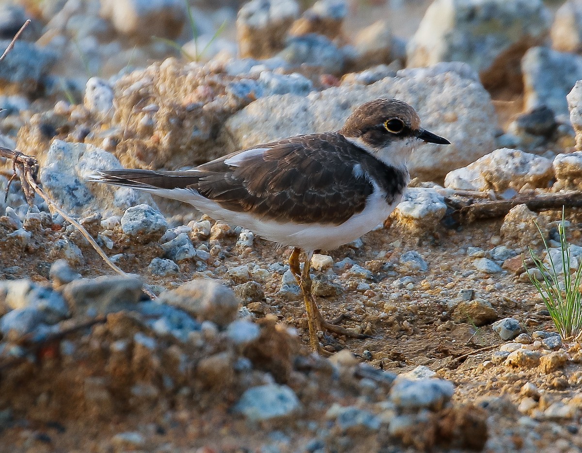 Little Ringed Plover - ML618749376