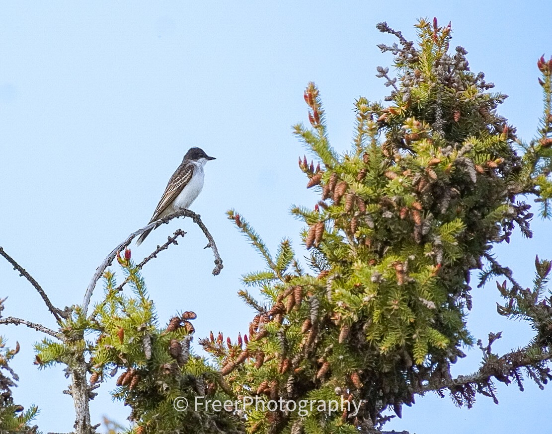 Eastern Kingbird - ML618749384