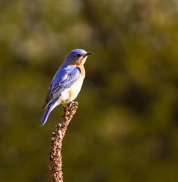Eastern Bluebird - m freer