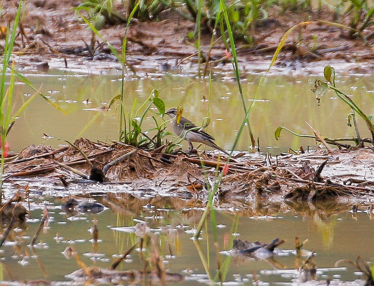 Eastern Yellow Wagtail - ML618749408