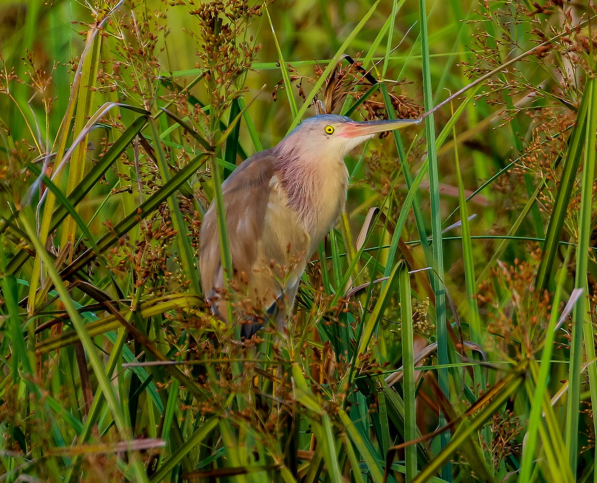 Yellow Bittern - ML618749470