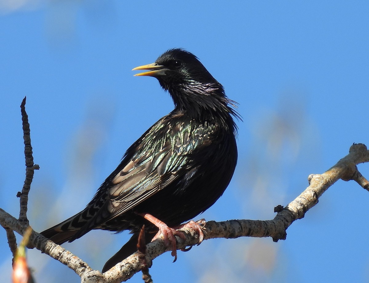 European Starling - Pam Hawkes