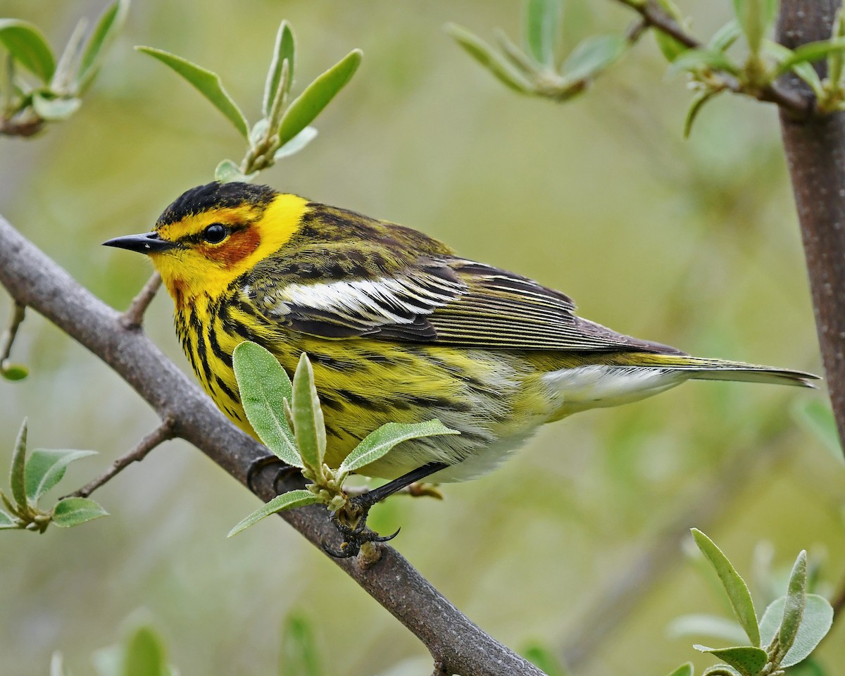 Cape May Warbler - Gary Nelkie