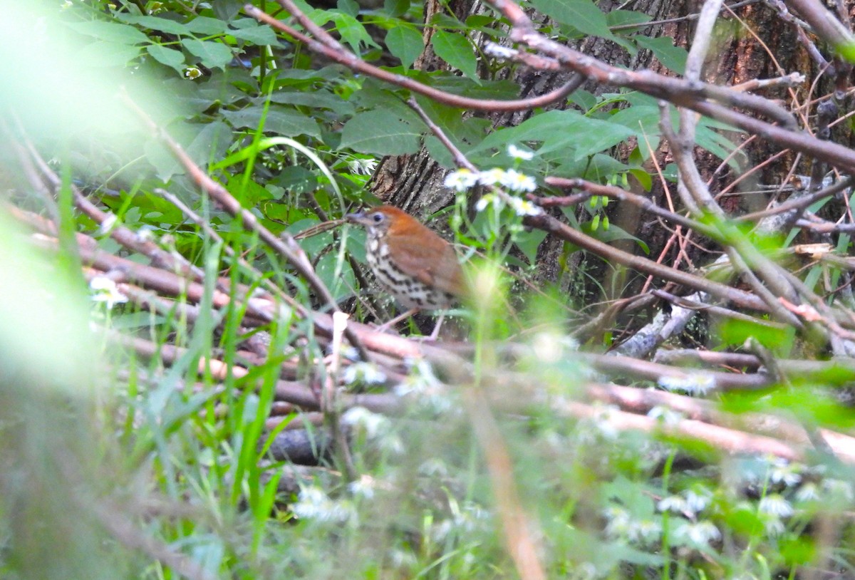 Wood Thrush - Paul McKenzie