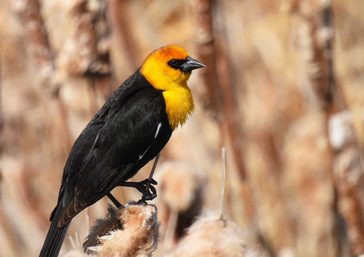 Yellow-headed Blackbird - Pam Hawkes