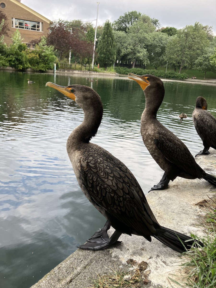 Double-crested Cormorant - ML618749521