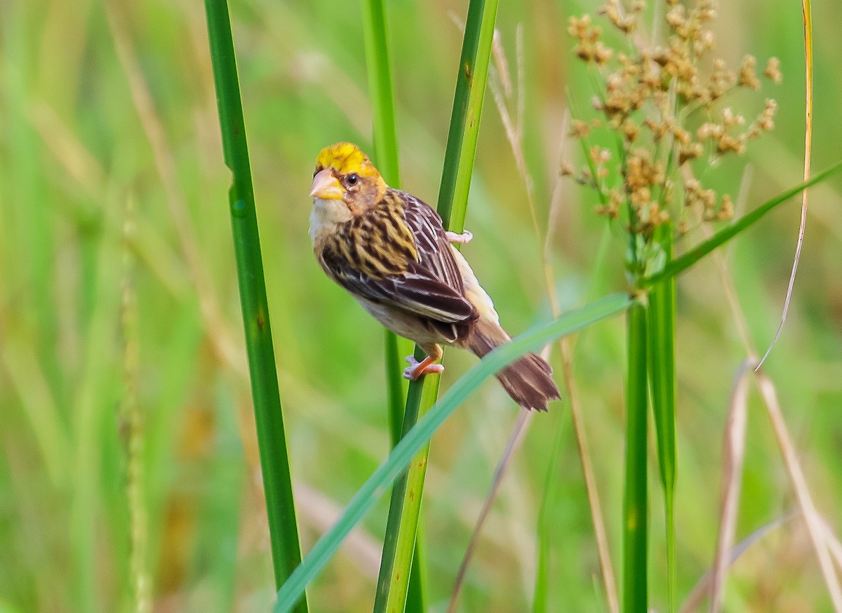 Baya Weaver - ML618749524