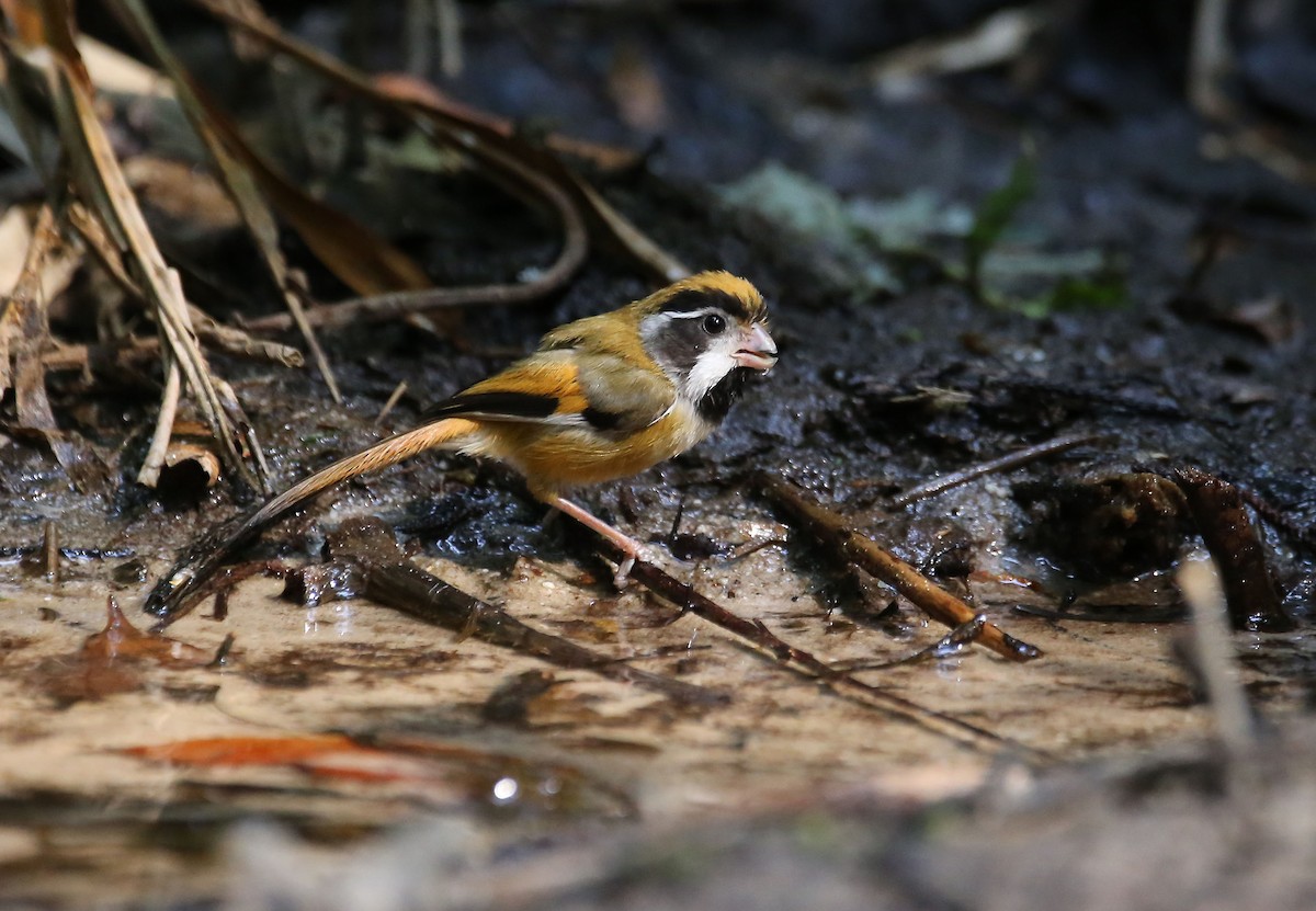 Black-throated Parrotbill (Black-eared) - ML618749532