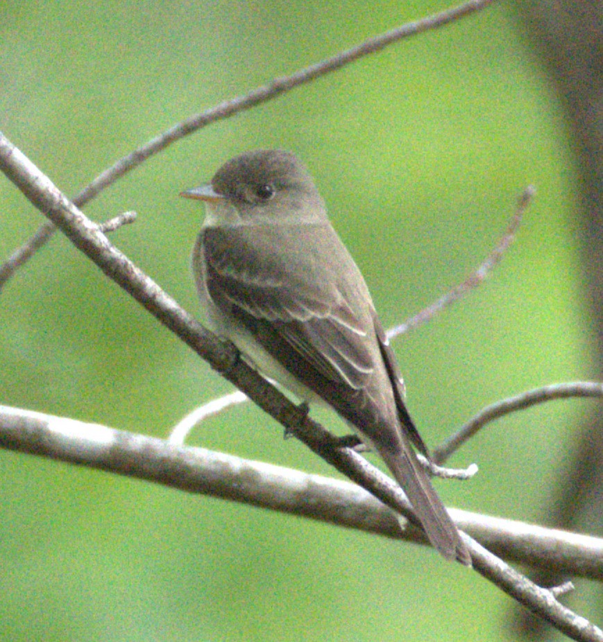 Eastern Wood-Pewee - Neil Wingert